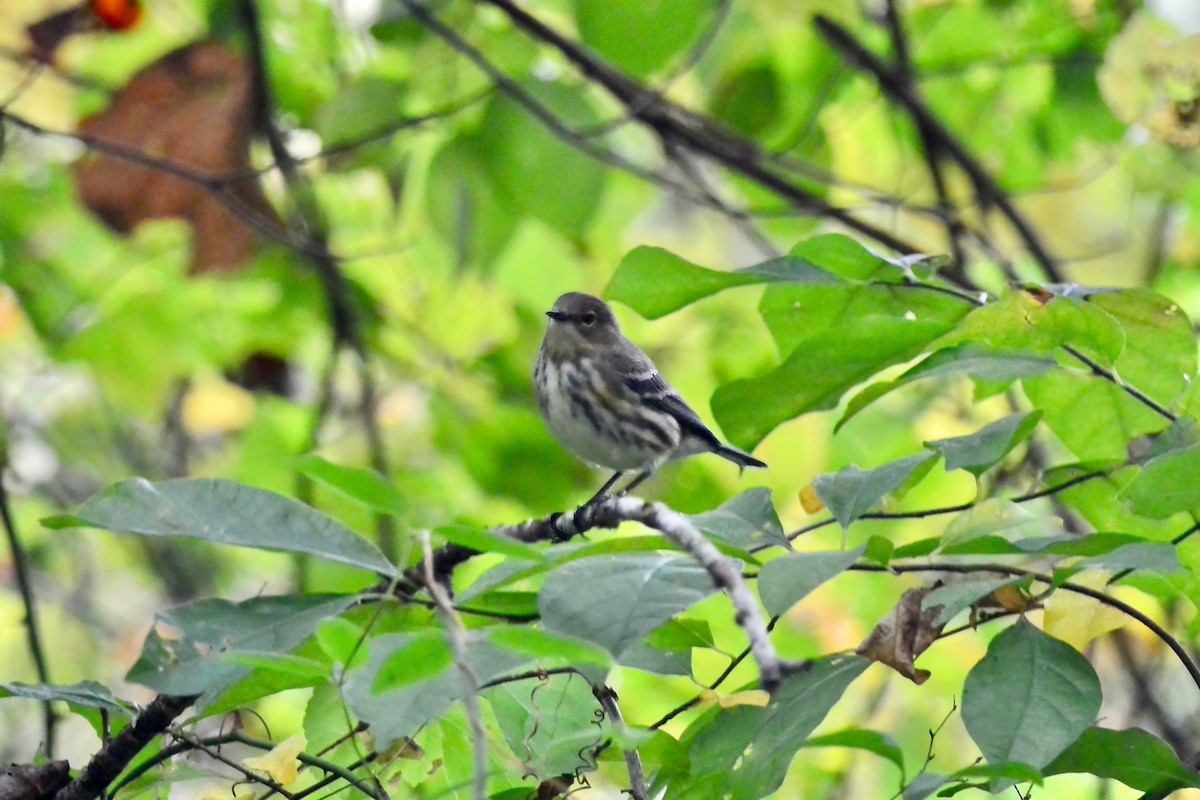Yellow-rumped Warbler - ML643510396
