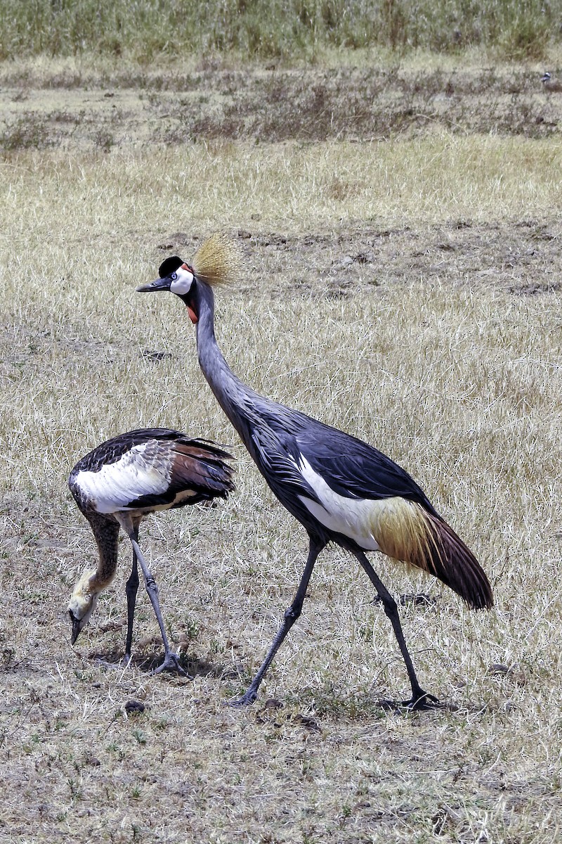 Gray Crowned-Crane - ML643510399