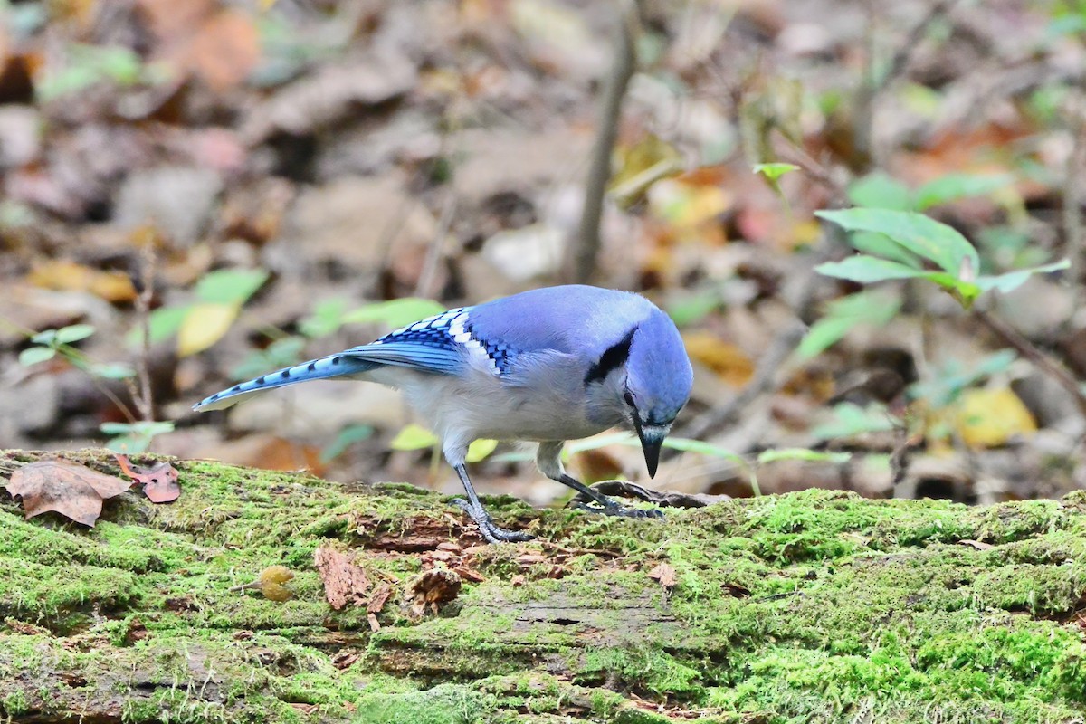 Blauhäher - ML643510405