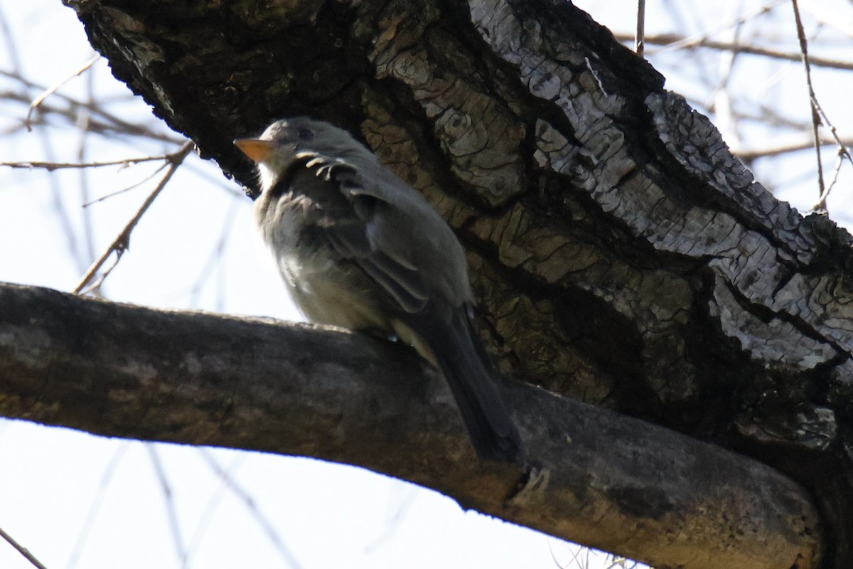 Moucherolle de Coues - ML643510410
