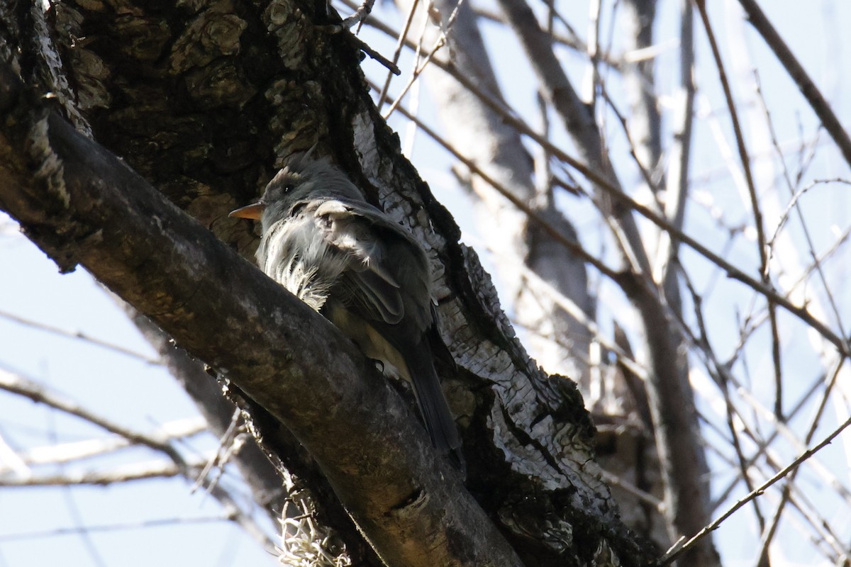 Moucherolle de Coues - ML643510411