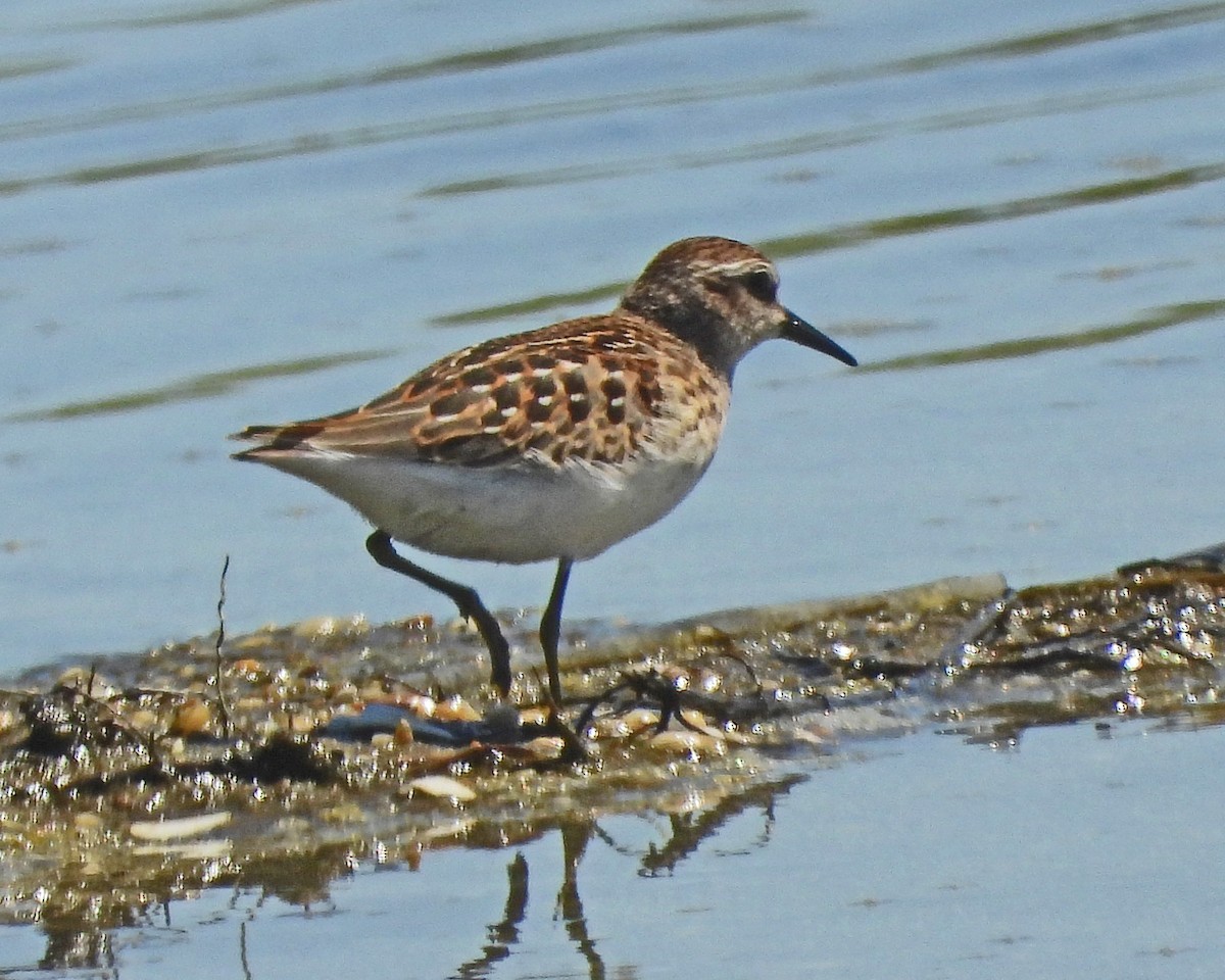 pygmésnipe - ML643510417