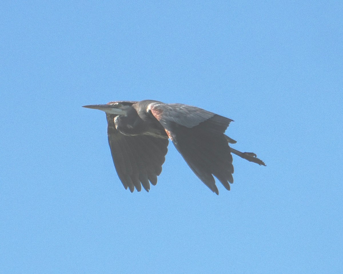 Great Blue Heron - ML643510422