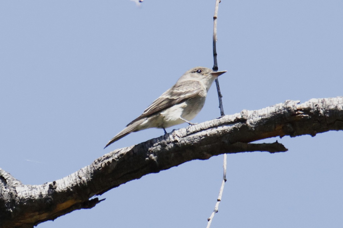 Western Wood-Pewee - ML643510423