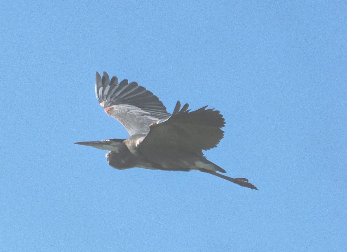 Great Blue Heron - ML643510428