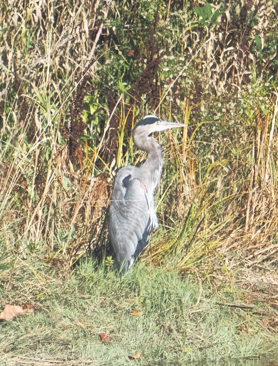Great Blue Heron - ML643510436