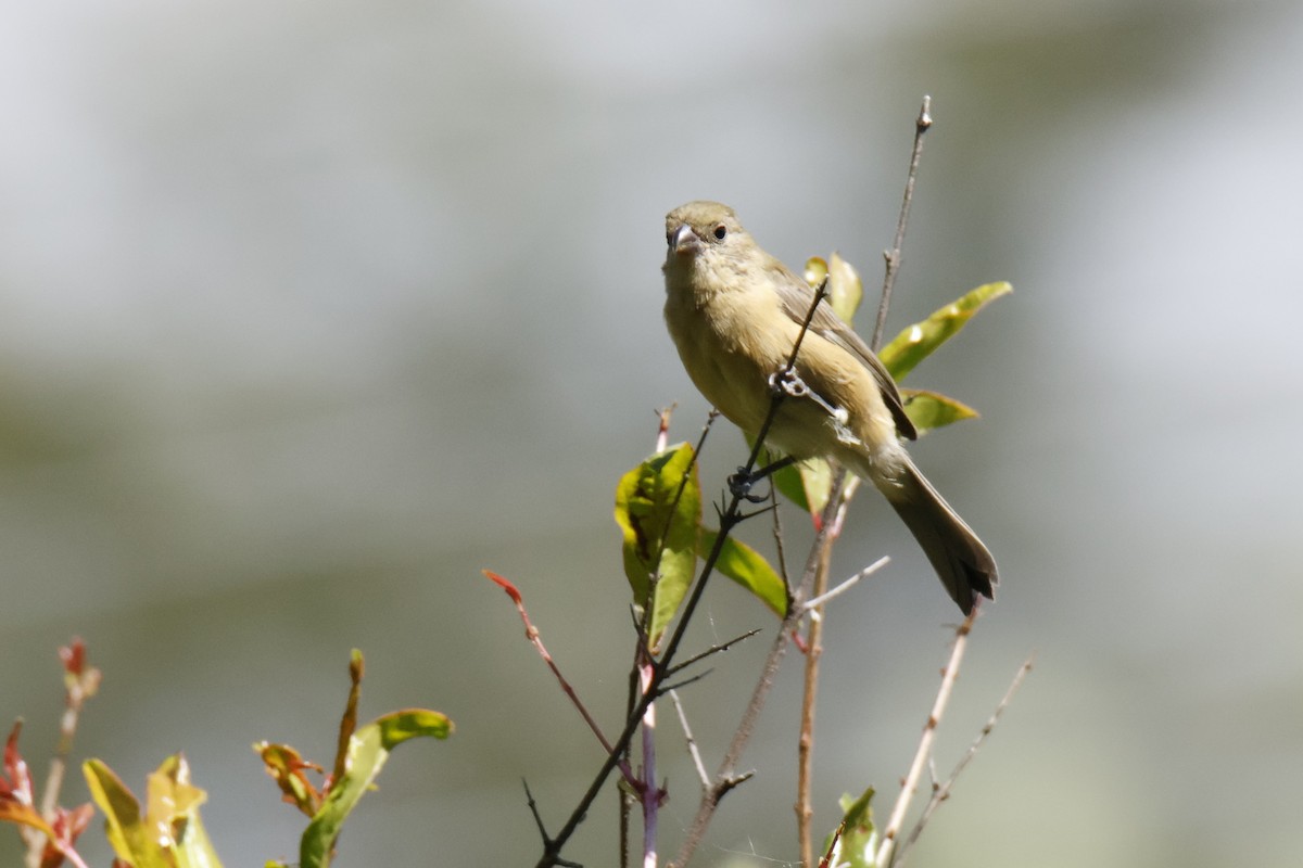 Cinnamon-rumped Seedeater - ML643510437