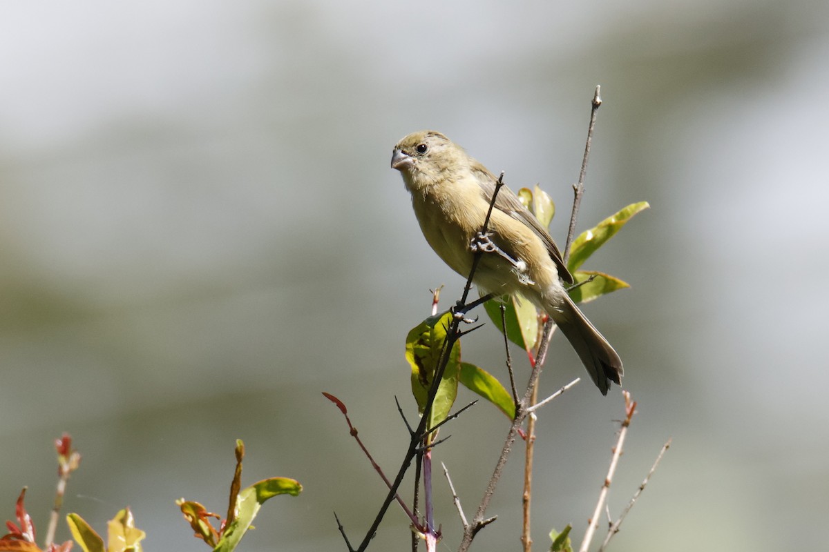 Cinnamon-rumped Seedeater - ML643510438
