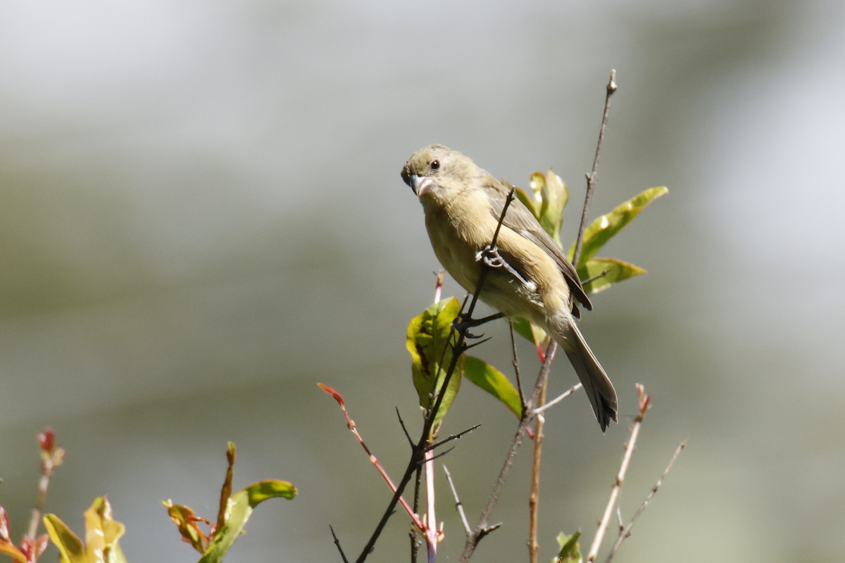 Cinnamon-rumped Seedeater - ML643510439