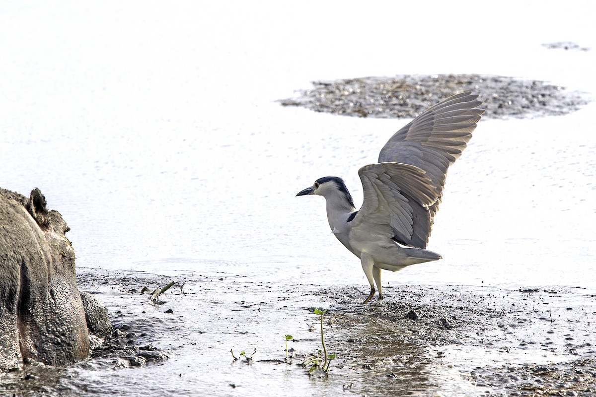 Black-crowned Night Heron - ML643510443