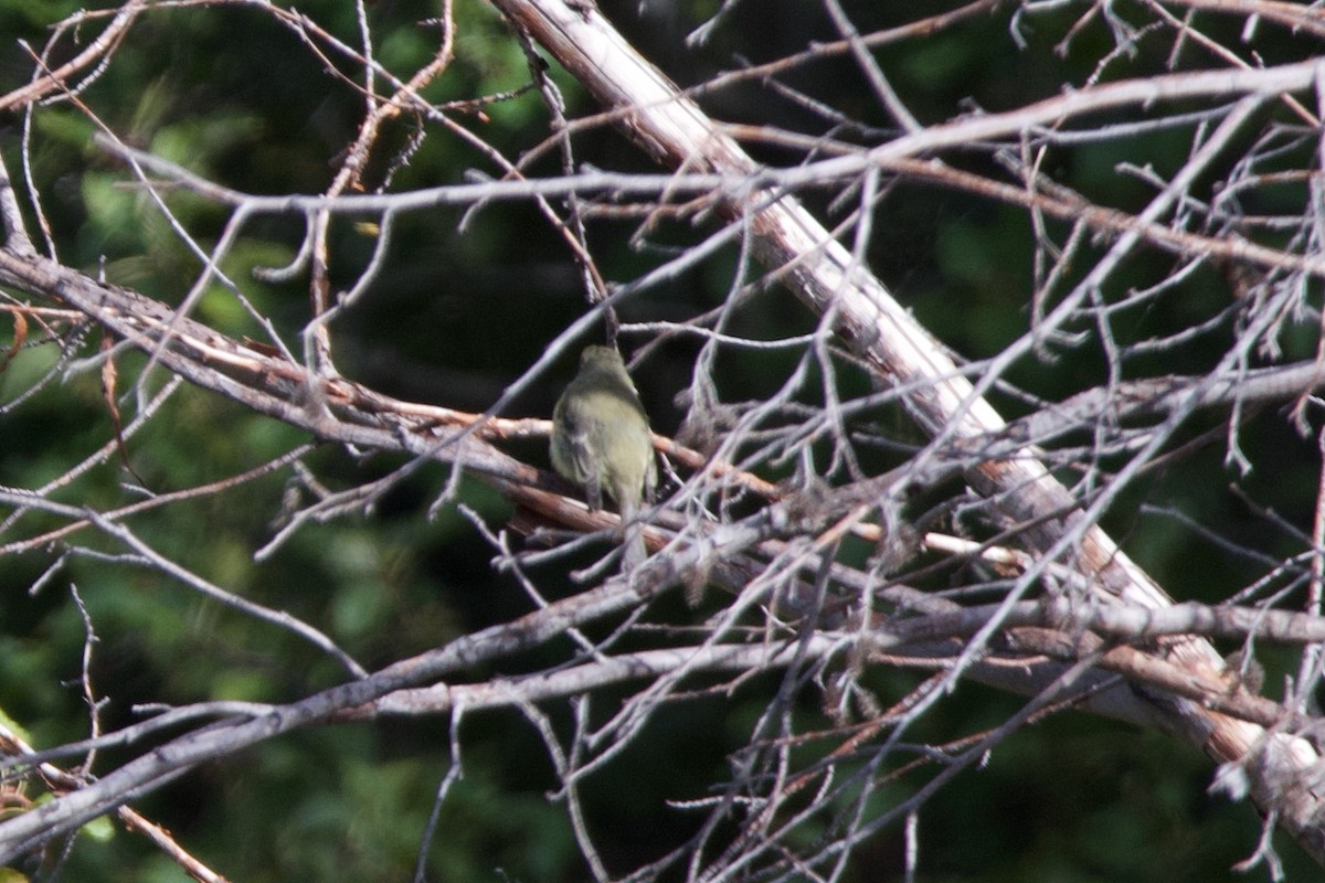 Empidonax sp. - ML643510446