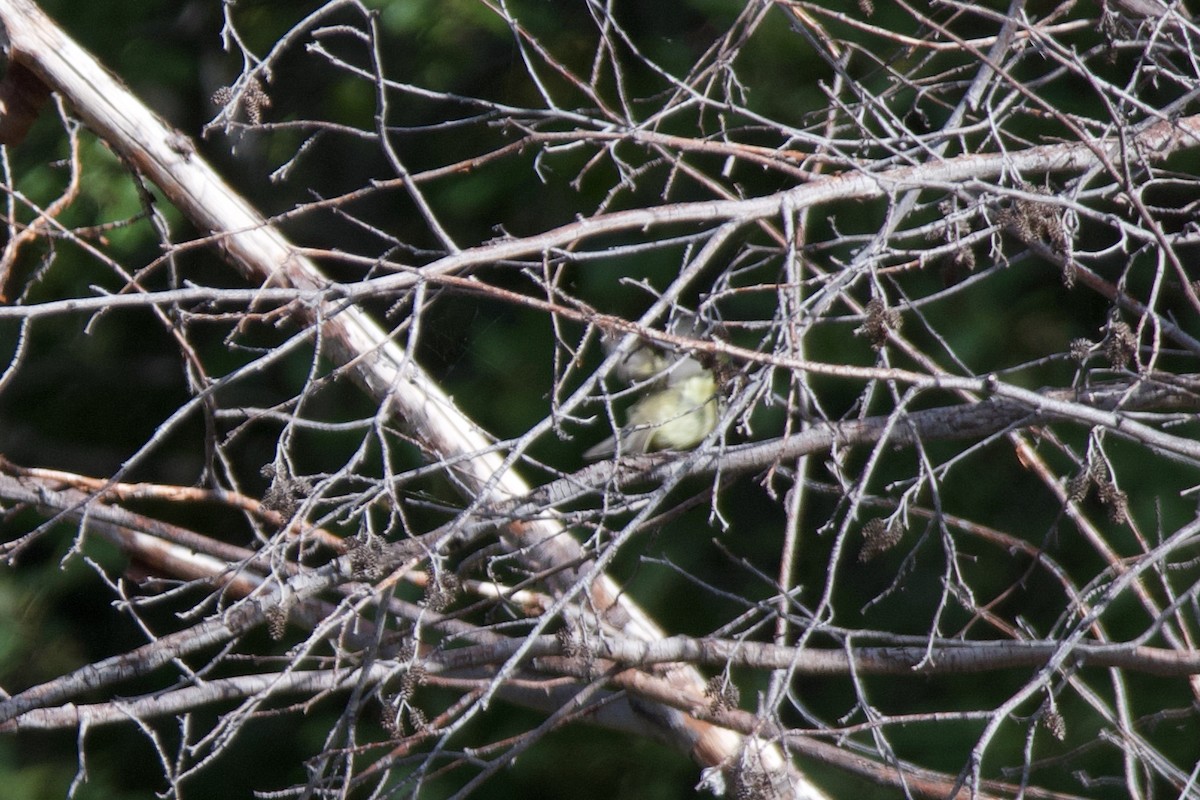 Empidonax sp. - ML643510447