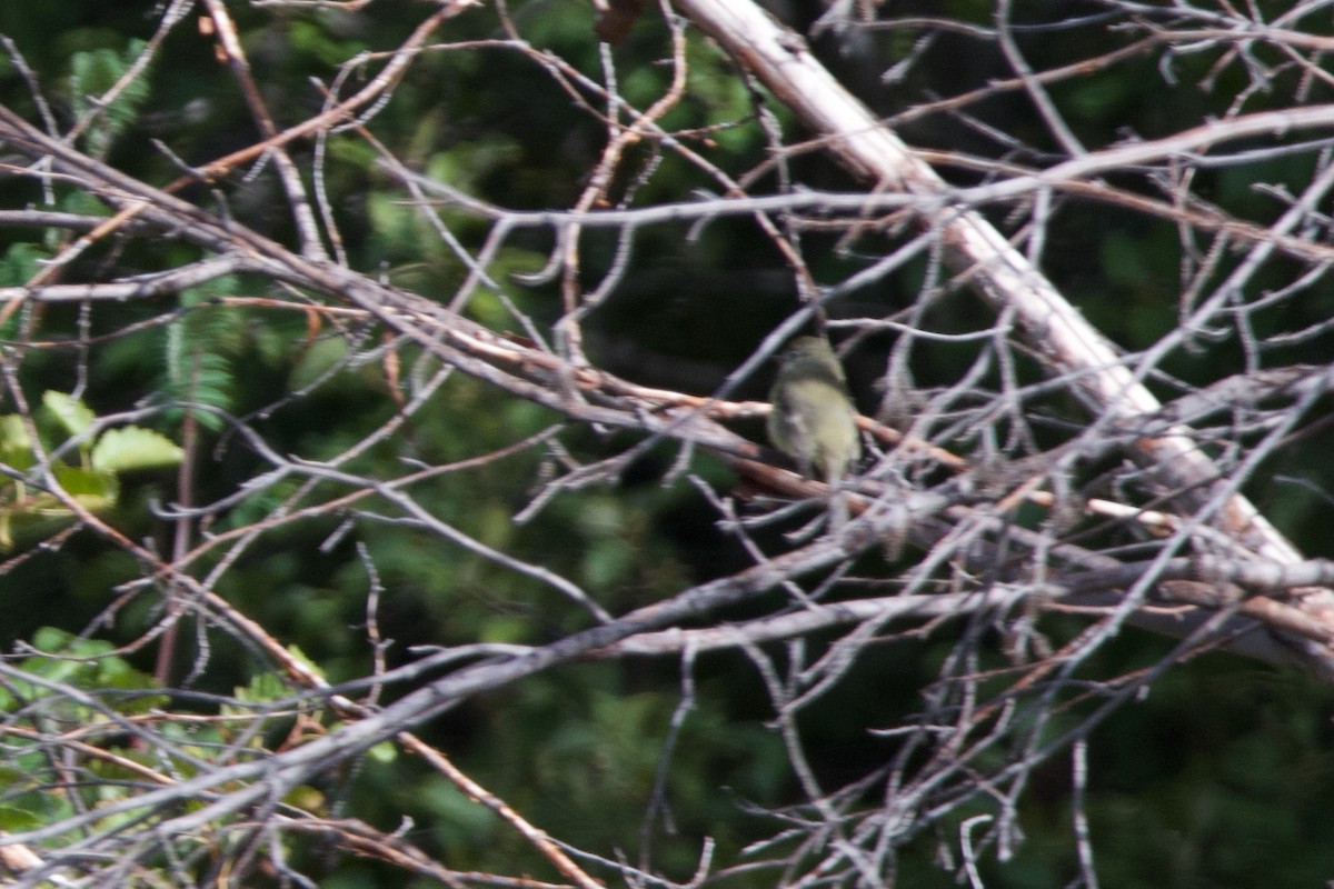 Empidonax sp. - ML643510448