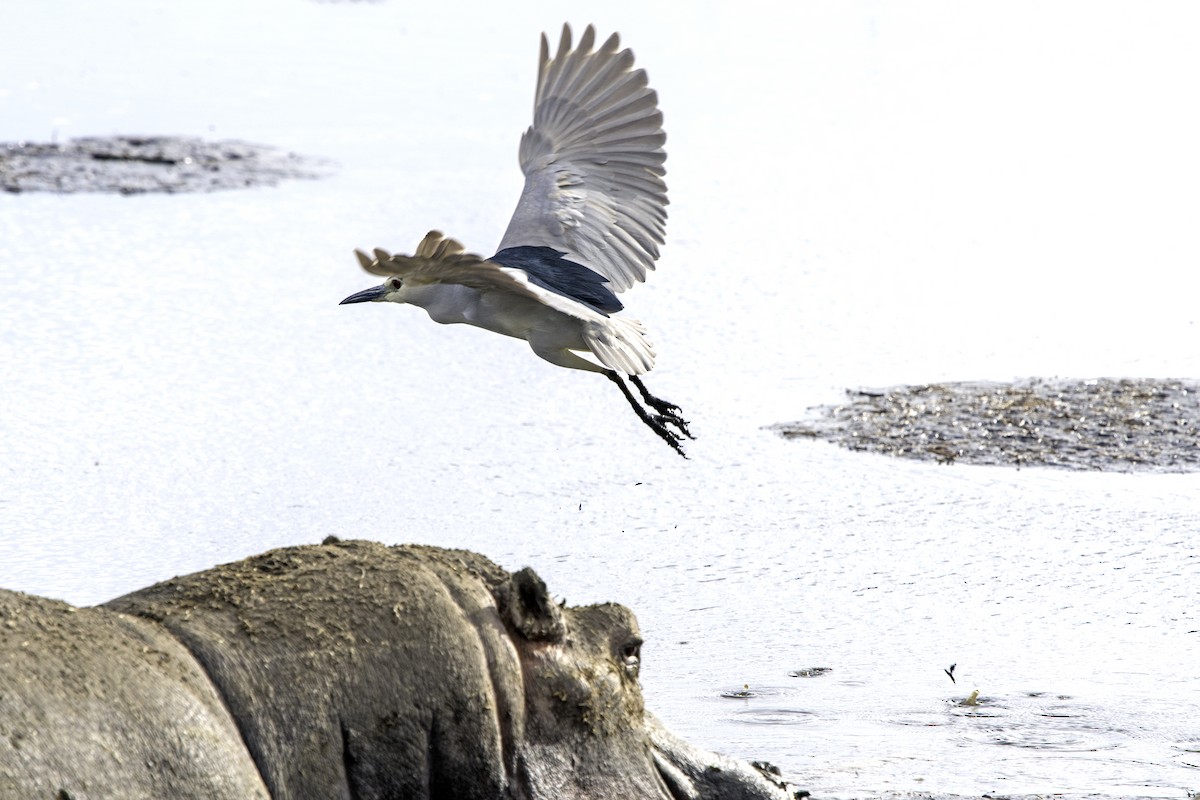 Black-crowned Night Heron - ML643510454