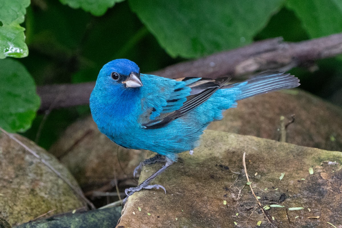 Indigo Bunting - ML643510464