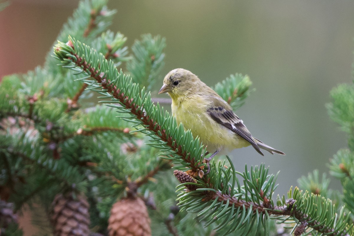 Lesser Goldfinch - ML643510466