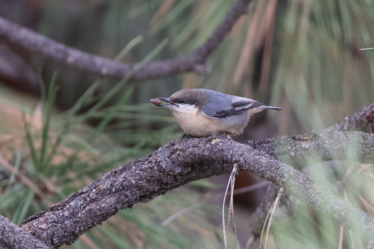 Pygmy Nuthatch - ML643510481