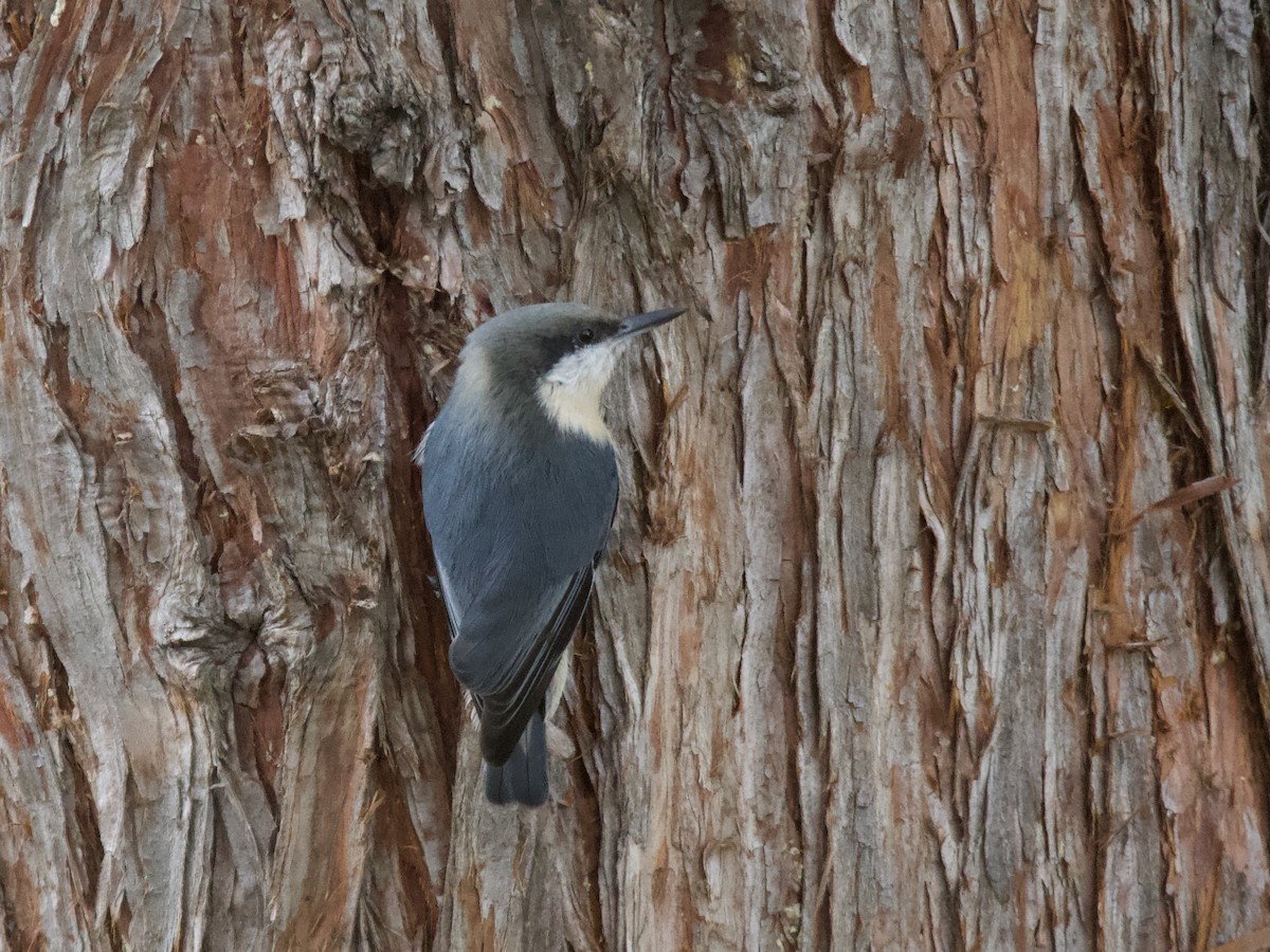 Pygmy Nuthatch - ML643510485