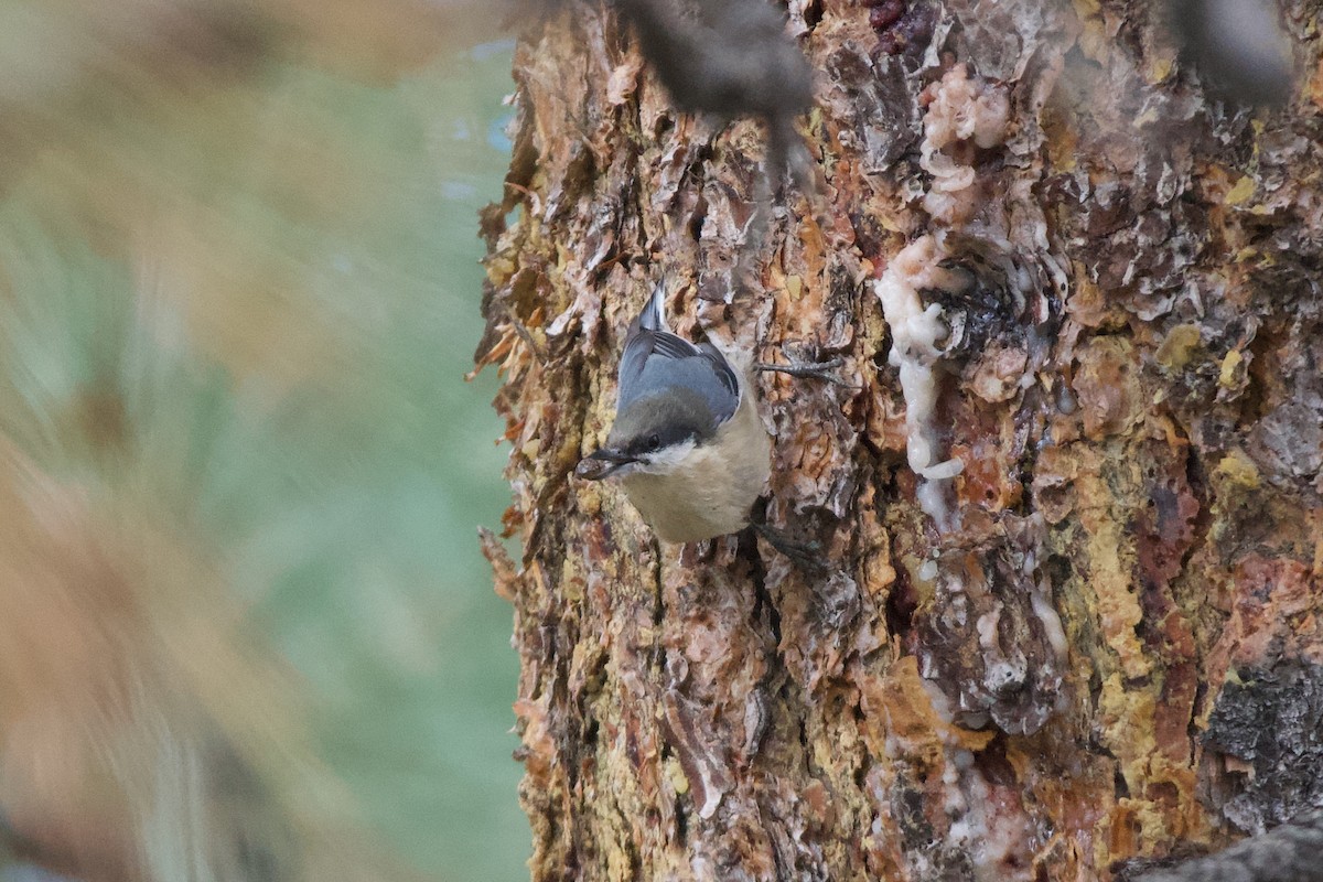 Pygmy Nuthatch - ML643510488