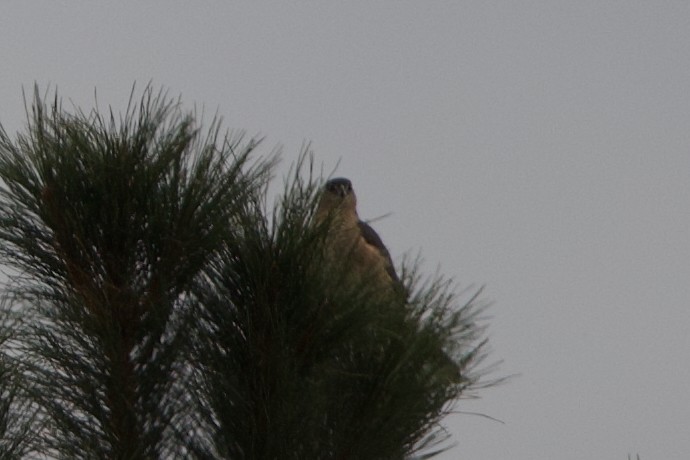 Sharp-shinned Hawk - ML643510493