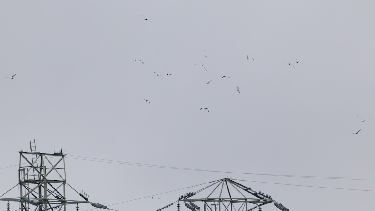 Forster's Tern - ML643510496