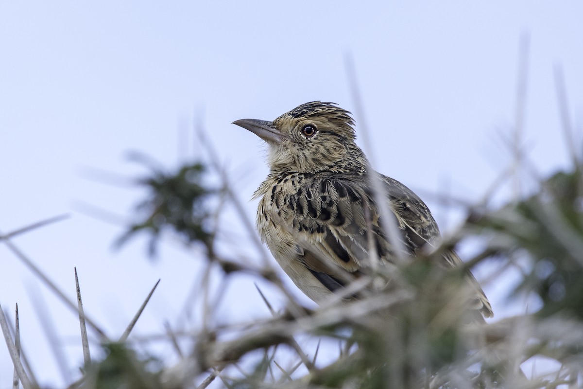 Rufous-naped Lark - ML643510504