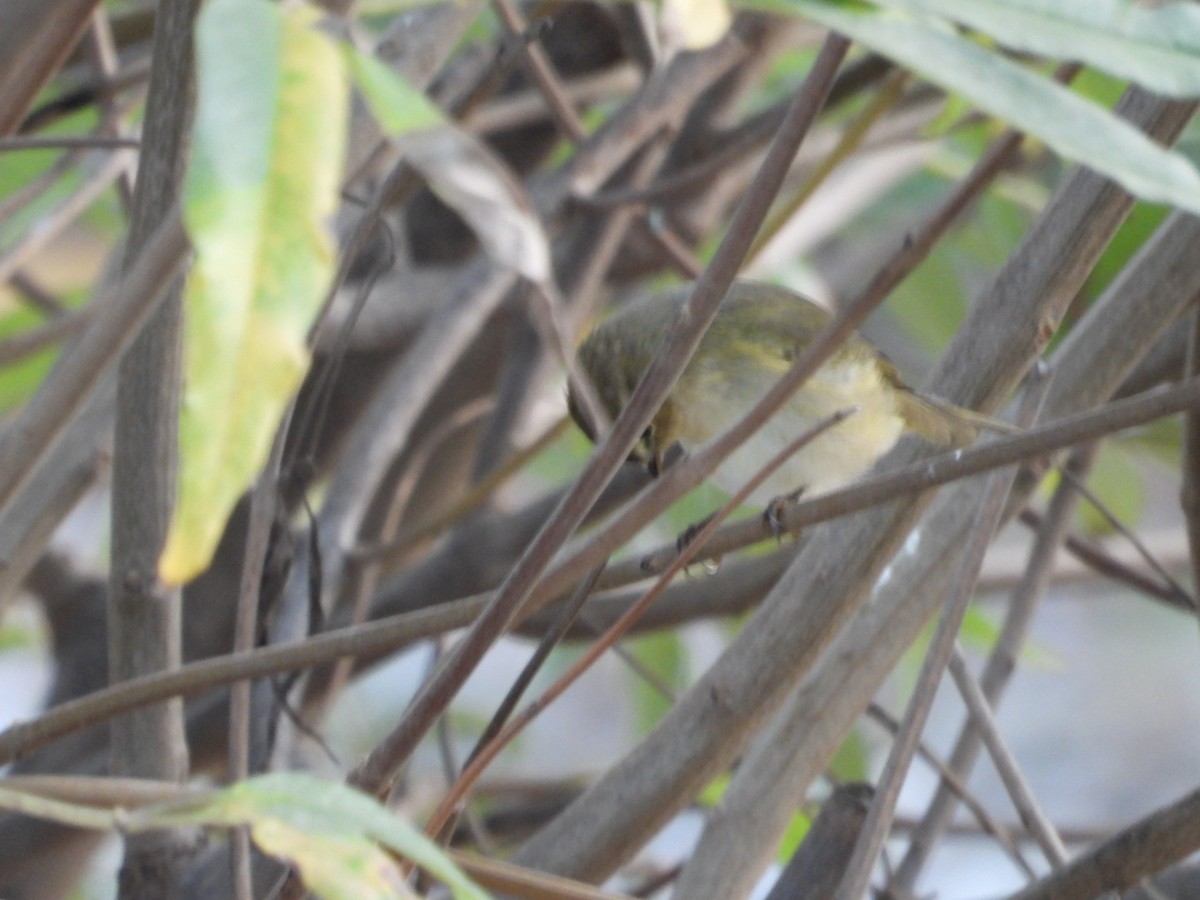 Common/Iberian Chiffchaff - ML643510506
