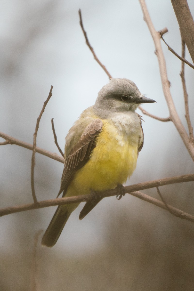 Western Kingbird - ML643510511