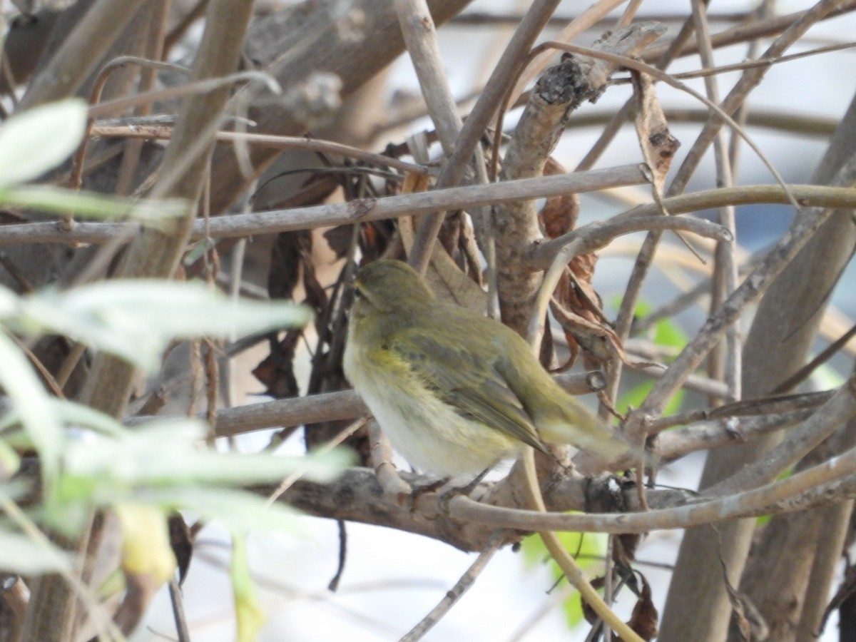 Common/Iberian Chiffchaff - ML643510512
