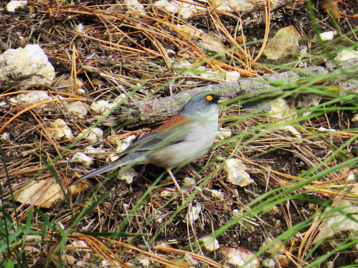 Yellow-eyed Junco - ML643510515