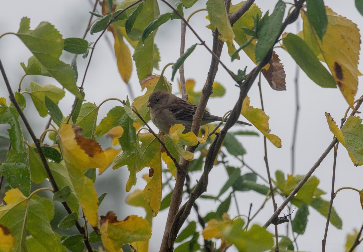 Field Sparrow - ML643510527