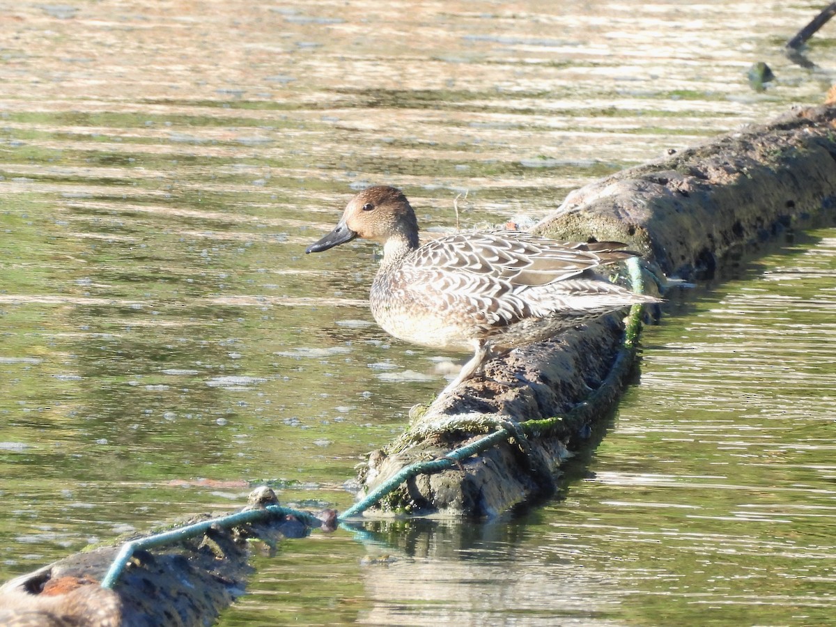 Northern Pintail - ML643510529