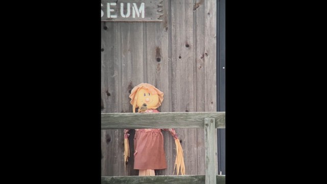 Moucherolle à ventre roux - ML643510530