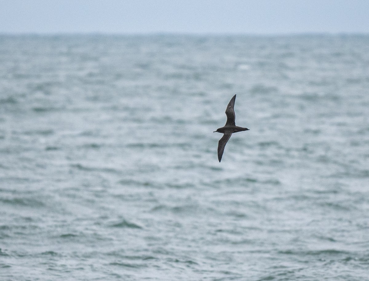 Sooty Shearwater - ML643510533