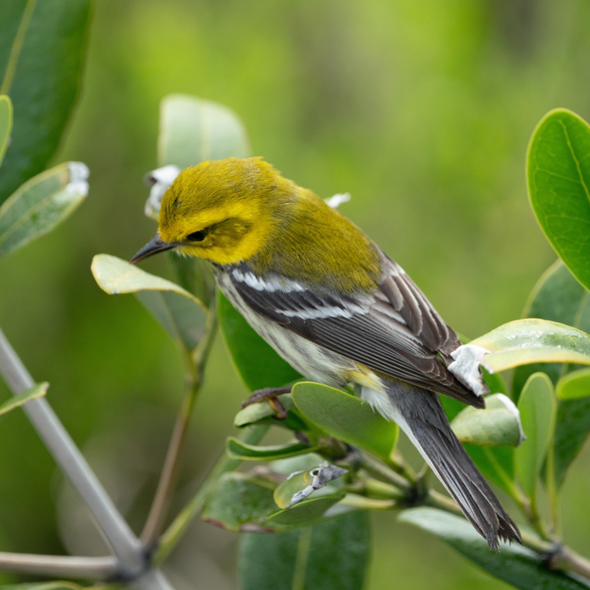 Grünmantel-Waldsänger - ML643510534