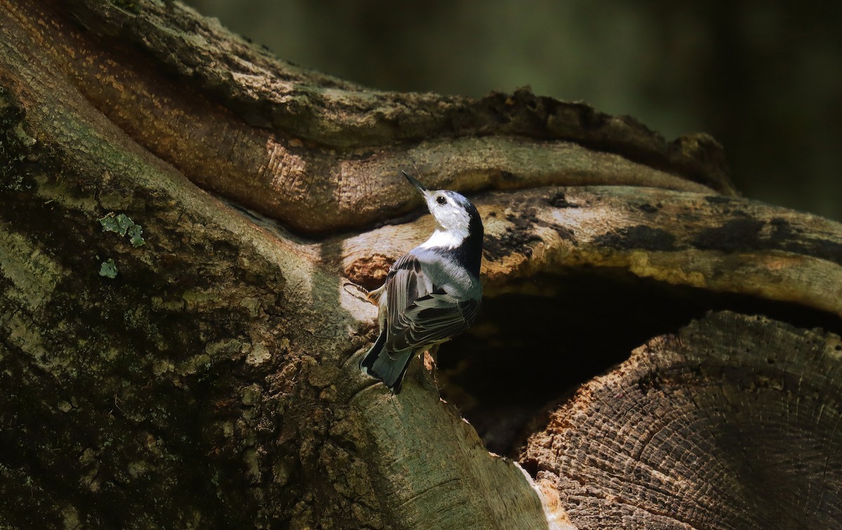 White-breasted Nuthatch - ML643510539