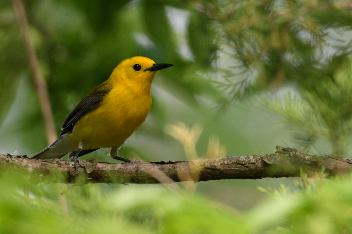 Prothonotary Warbler - ML643510541