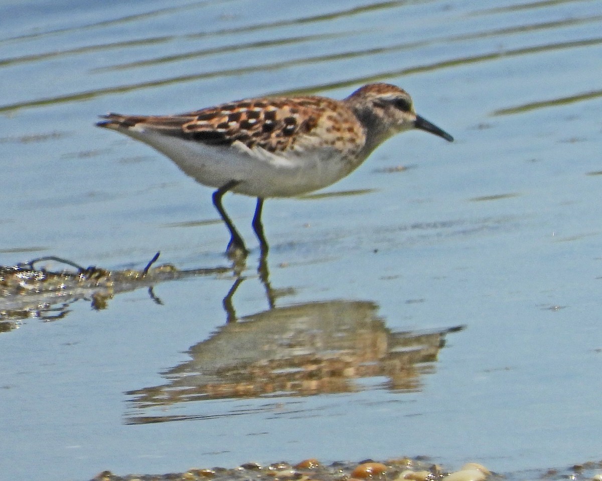 pygmésnipe - ML643510545