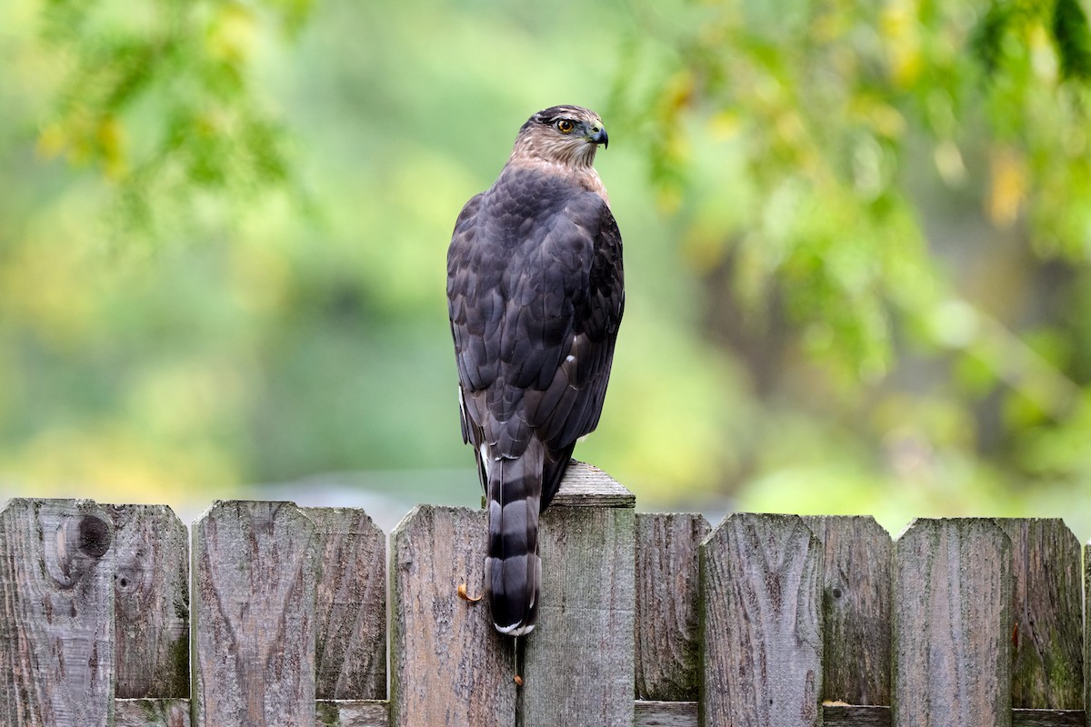 Cooper's Hawk - ML643510552