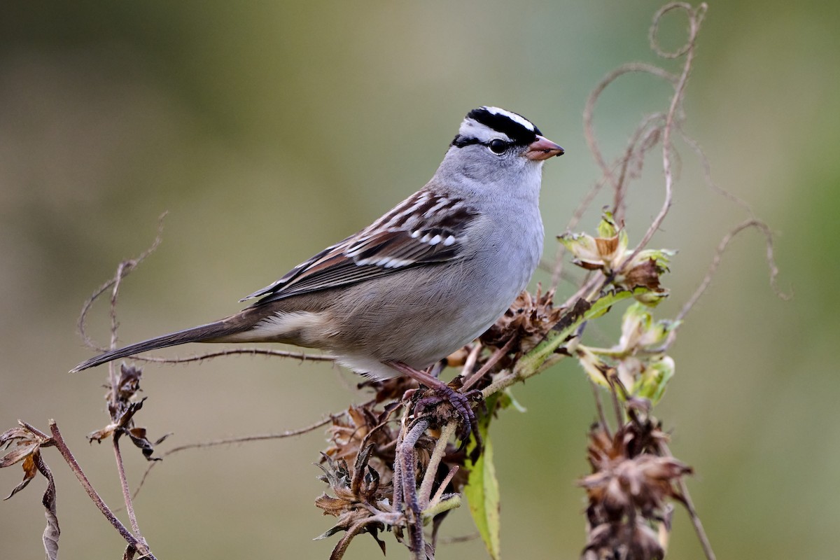 White-crowned Sparrow - ML643510554