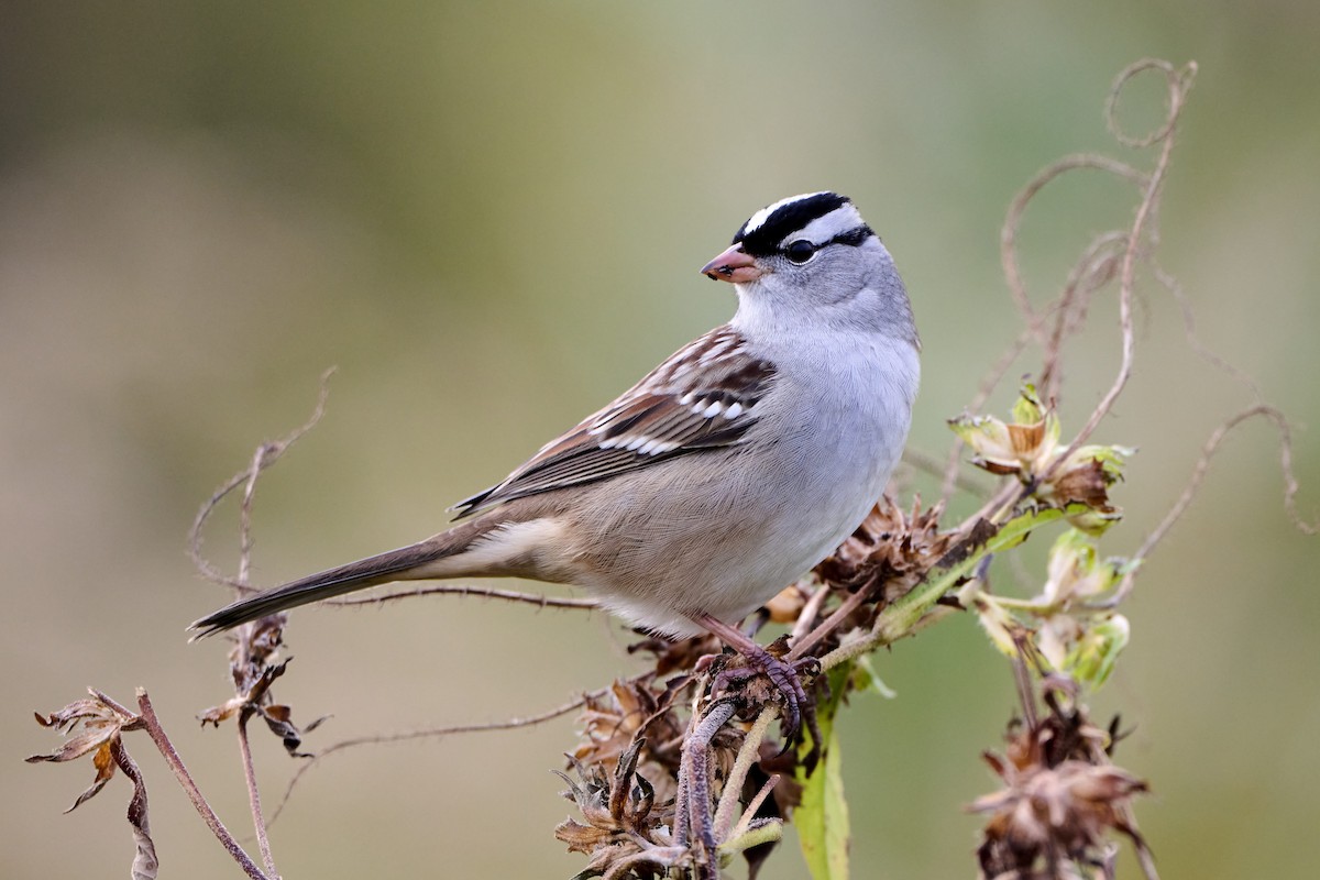 White-crowned Sparrow - ML643510555