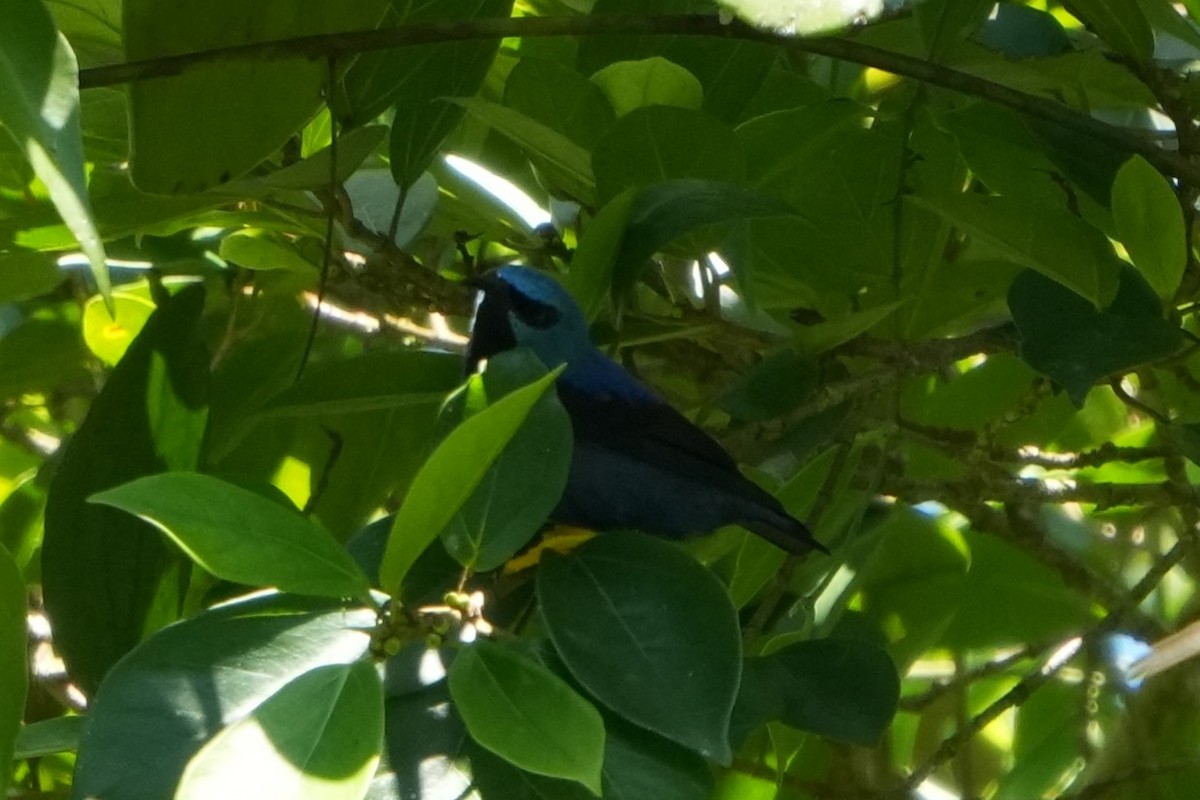 Blue Dacnis - ML643510559