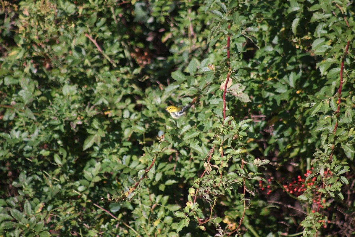 Grünmantel-Waldsänger - ML643510572