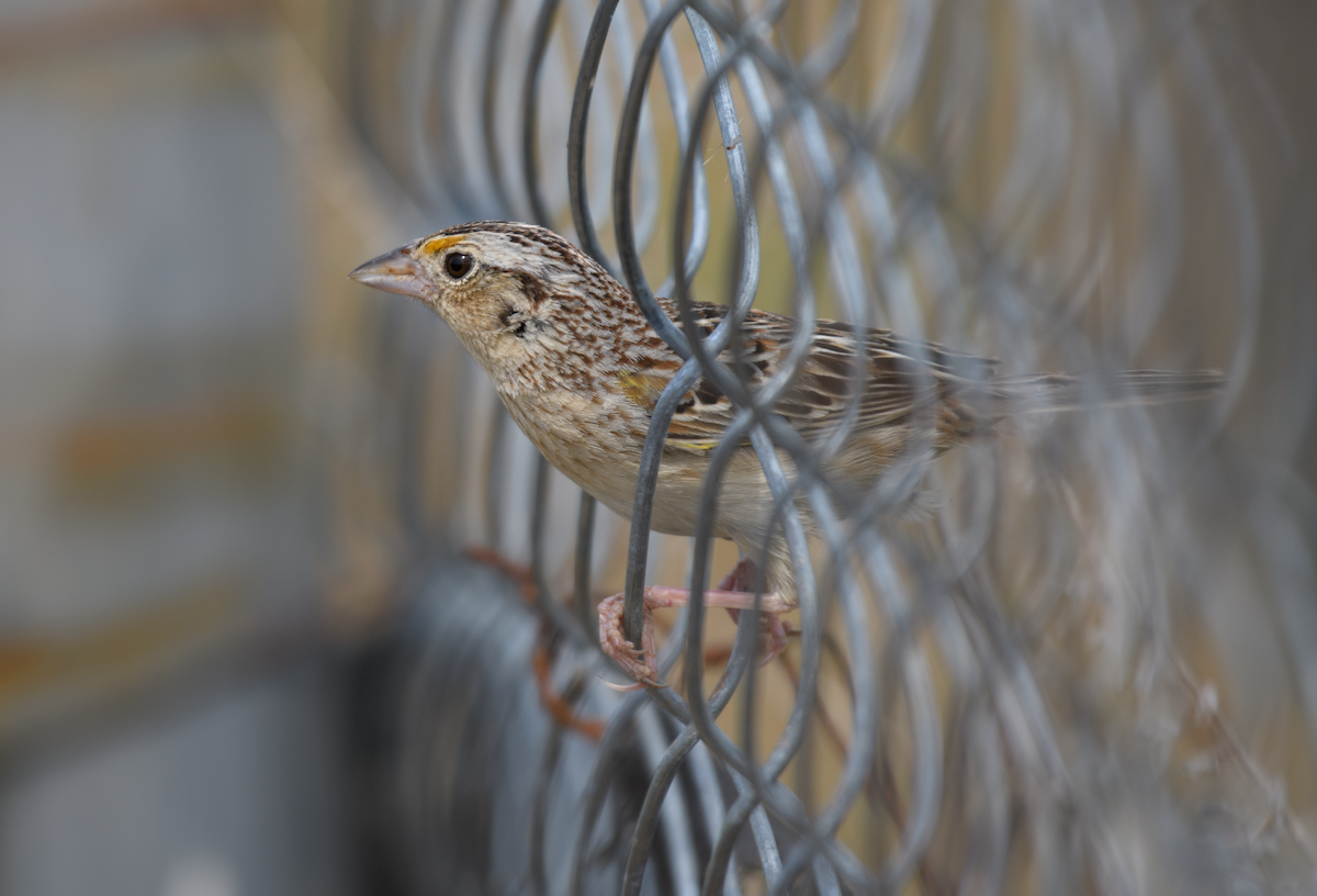 Grasshopper Sparrow - ML643510575