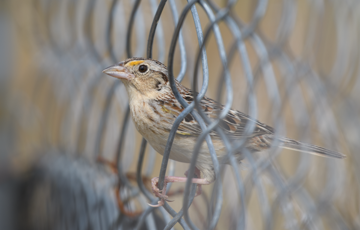 Grasshopper Sparrow - ML643510576