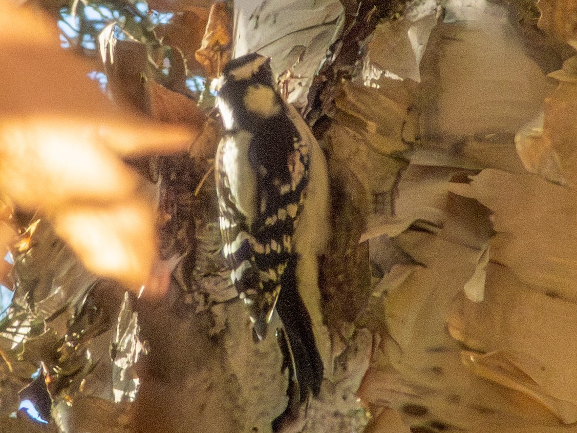 Downy Woodpecker - ML643510583