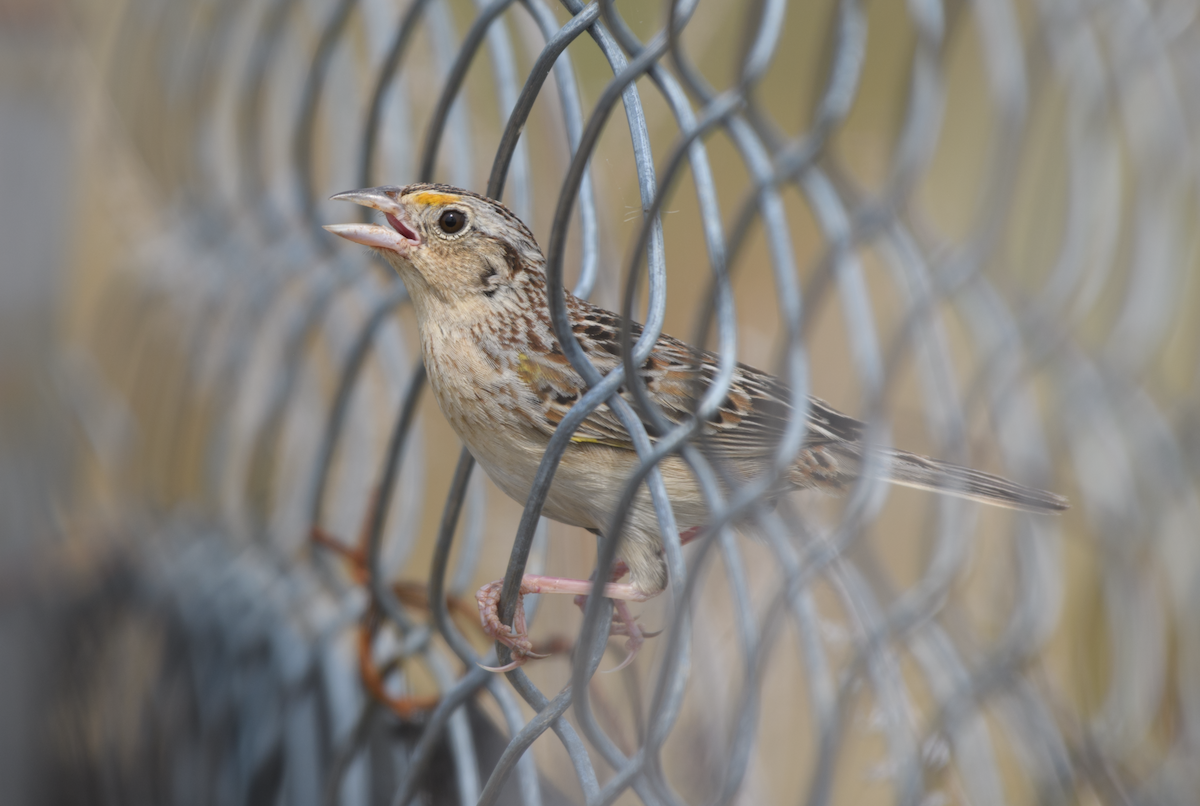 Grasshopper Sparrow - ML643510588