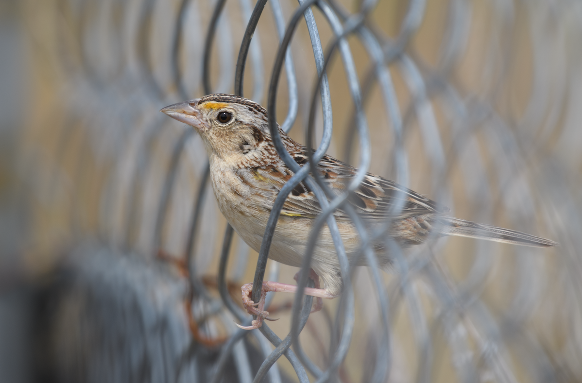 Grasshopper Sparrow - ML643510589