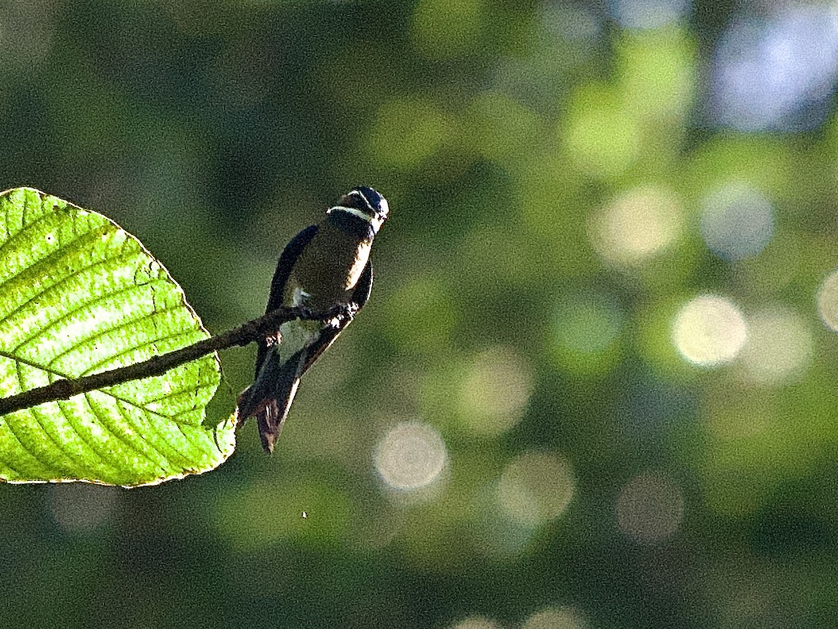 Whiskered Treeswift - ML643510606