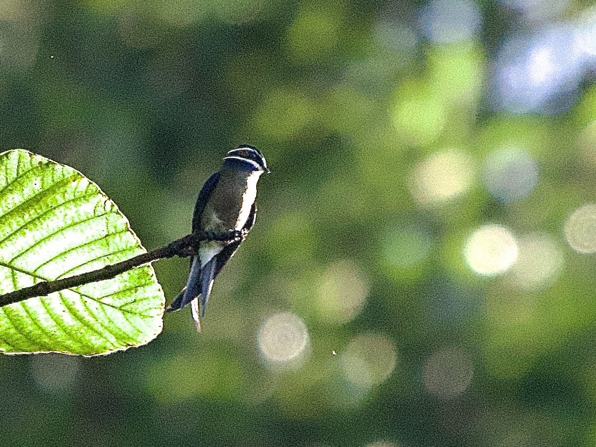Whiskered Treeswift - ML643510607
